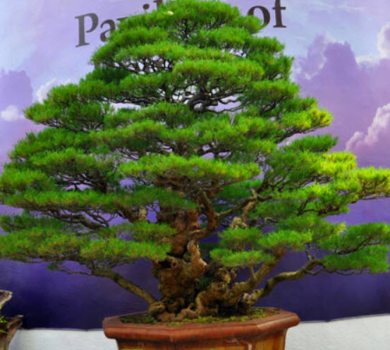 สนออสเตรเลีย (Australian Pine) / 30 เม็ด (UK)