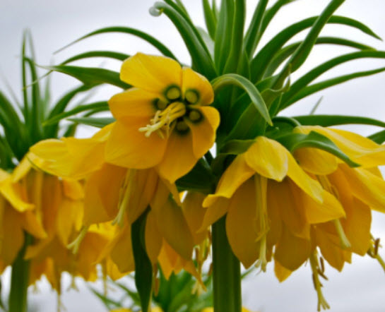 มงกุฏจักรพรรดิ์ (Crown Imperial) สีเหลือง / 50 เม็ด (China)