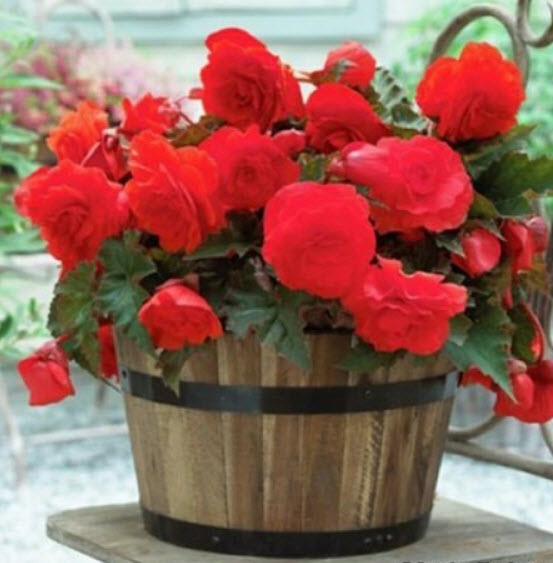 บิโกเนียซ้อน (Begonia Tuberosa Double) สีแดง / 25 เม็ด (USA)