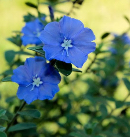 ต้นฟ้าประดิษฐ์ (Ground Morning Glory) ต้นใหญ่ สูง 25-30 ซ.ม. / ต้น