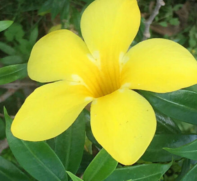 ต้นบานบุรีเหลือง กระถาง สูง 50 ซ.ม. ขึ้นไป / ต้น (P2S)