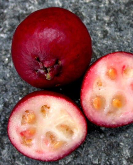 ฝรั่งสตรอเบอรี่แดง หรือฝรั่งเชอรี่ / 5 เม็ด (France)