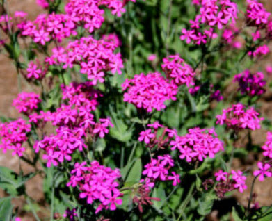 แคทฟลาย - คาร์มาย พิ้งค์ (Catchfly - Carmine Pink) / 1,500 เม็ด (UK)