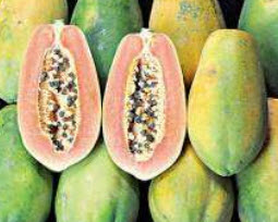 มะละกอ ขอนแก่น 80 / 10 เม็ด (P2S)