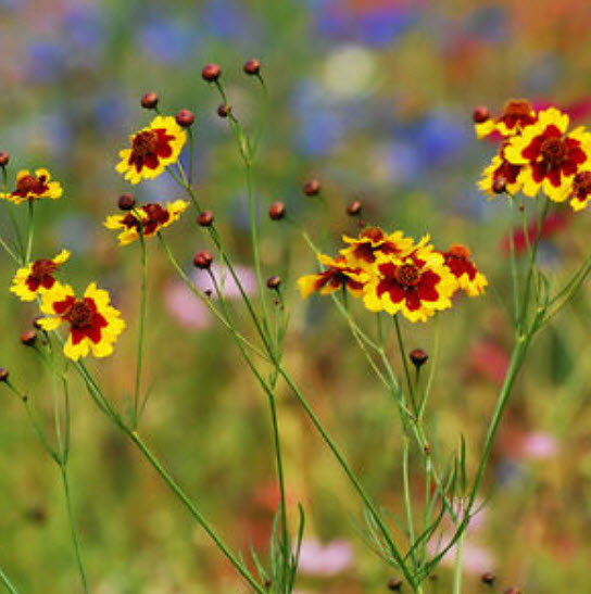 บานชื่นเลื้อย (Creeping Sanvitalia) สีเหลือง / ซอง 30 เม็ด (A226)