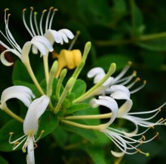 สายน้ำผึ้ง (Honeysuckle) / 100 เม็ด (S118)