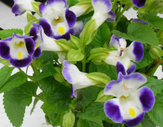 แววมยุรา (Torenia - F2 Wishbone) คละ / 12 เม็ด (UK)