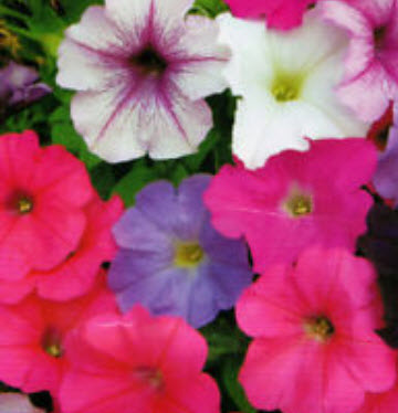 พิทูเนีย (Petunia) คละ / ซอง 100 เม็ด (A062)