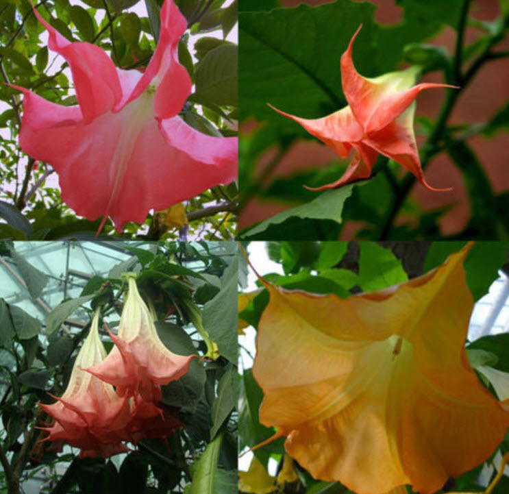 ลำโพง สีแดง / 40 เม็ด