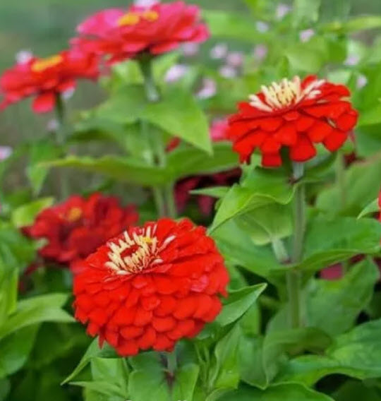 บานชื่น ตัดดอก พันธุ์ Will Rogers ดอกแดง / 130 เม็ด (UK)