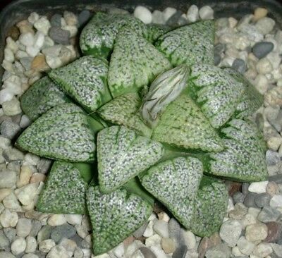 ฮาโวเทีย (Haworthia) คละ 13 แบบ / 200 เม็ด