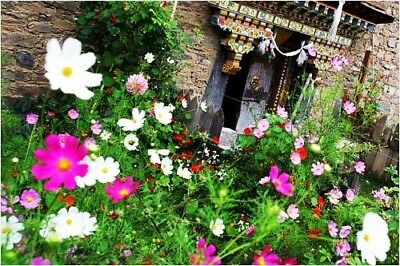 ดอกไม้ป่า (wildflowers) คละ สูง 30-45 ซ.ม. / ซอง 200 เม็ด (K003)