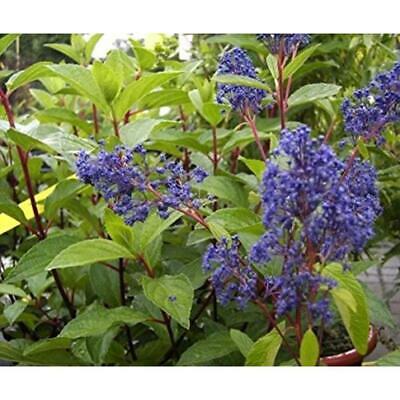 บลู เชียโนธัส (Blue Ceanothus) / 50 เม็ด (China)