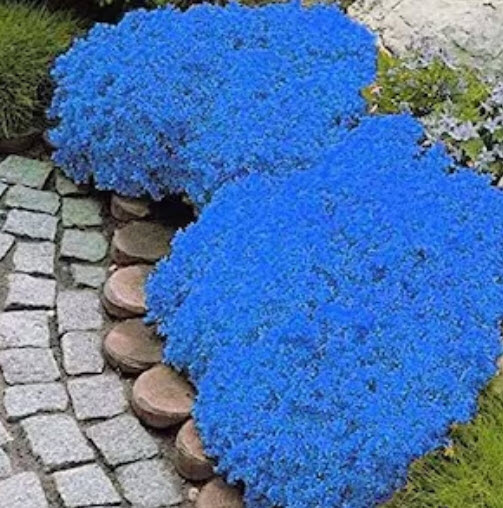 ร็อคคริส หรือ เออเบอเทีย (Rock Cress / Aubretia) สีน้ำเงิน หายาก / 50 เม็ด (USA)