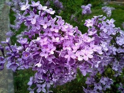 ไลแลค ญี่ปุ่น (Japanese Lilac) คละ 12 สี / 50 เม็ด