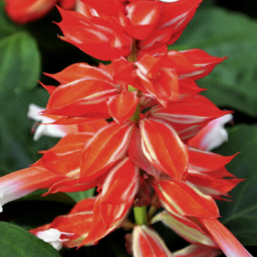 เสจ สีส้ม (Sage Scarlet - orange Bicolor) / 15 เม็ด (UK)