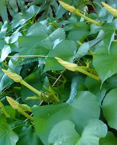 ดอกชมจันทร์ ดอกพระจันทร์ 15 เม็ด