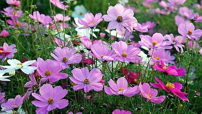 ดาวกระจาย (Cosmos) คละสี / 500 เม็ด