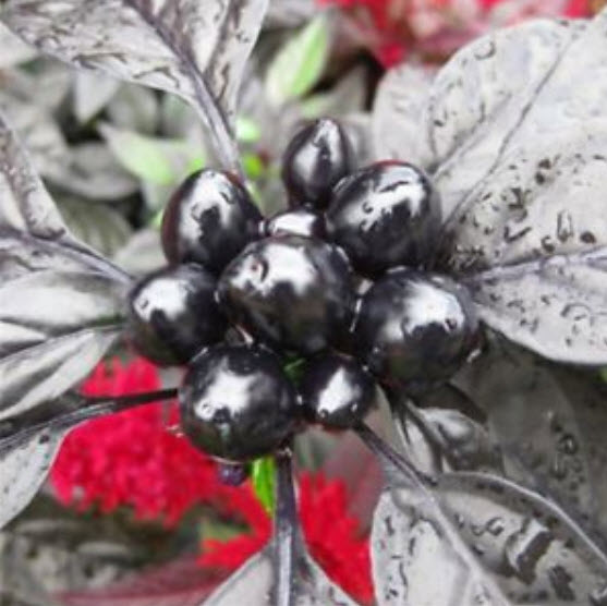 พริกไข่มุกดำ (Black Pearl Pepper) / 20 เม็ด