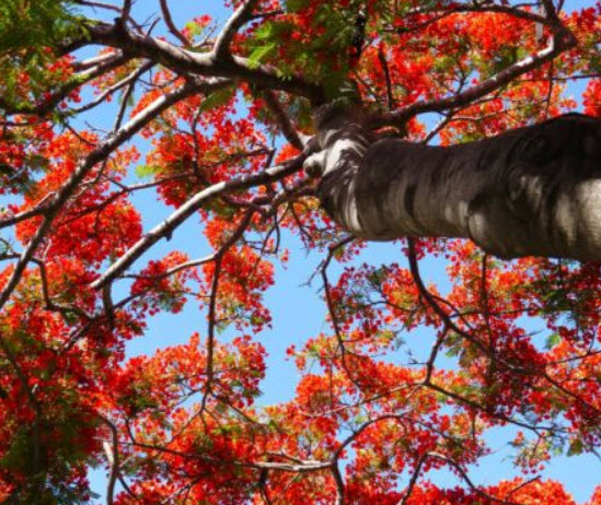 เพลิงภาณุ (Illawarra Flame Tree) / 5 เม็ด (Portugal)