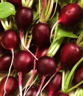 ไชเท้ามะละกาสีม่วง (Malaga Radish) / 100 เม็ด (Ukraine)