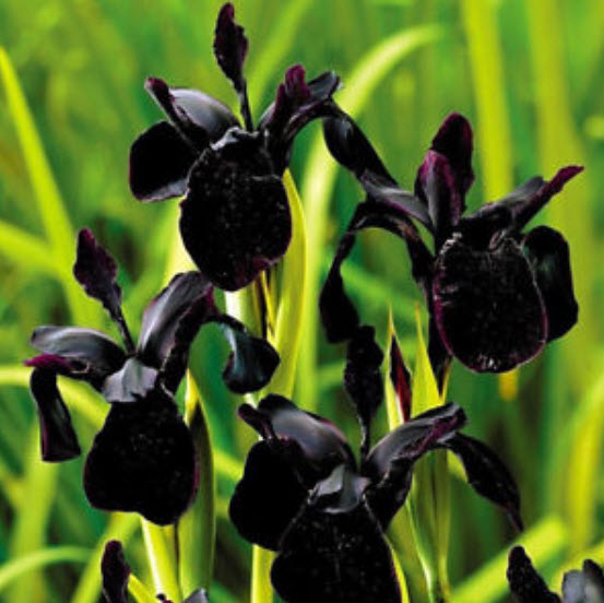 ไอริส สีดำ (Black Iris) / 20 เม็ด