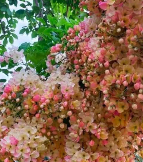 ต้นคูนสายรุ้ง รัตนพฤกษ์ กิ่งตอน สูง 100 ซ.ม.+ ต้นใหญ่ หายาก