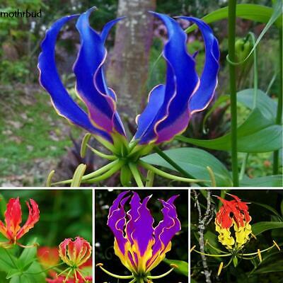 หัวต้นดองดึง (Flame lily / Climbing lily) คละ / หัว