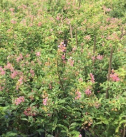 ต้นเชอรี่เตี้ย สูง 30-50 ซม. / ต้น