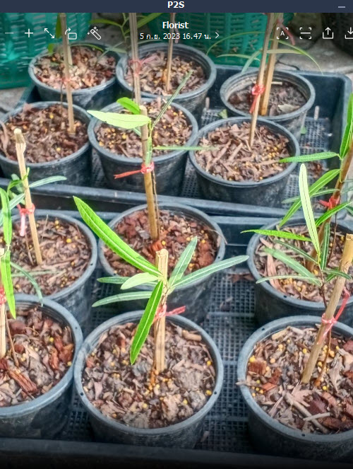 ต้นขวด bottle tree / Brachychiton Rupestris เพาะเมล็ด สูง 10-30 ซ.ม. กระถาง 6 นิ้ว