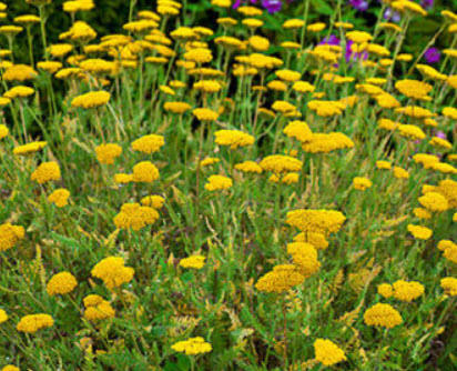 ยาร์โรว์ Cloth of Gold / 3,100 เม็ด (UK)*