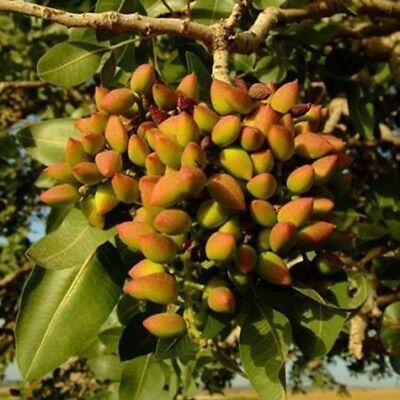 พิสตาชีโอ (Pistachio) / 10 เม็ด (นอก)