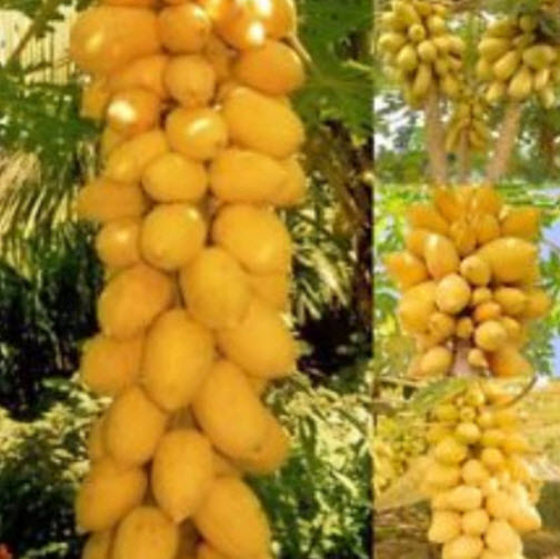 ต้นกล้ามะละกอ สีเหลืองทอง (Golden Papaya) สูง 20-30 ซ.ม. / ต้น (พันธุ์นอก)
