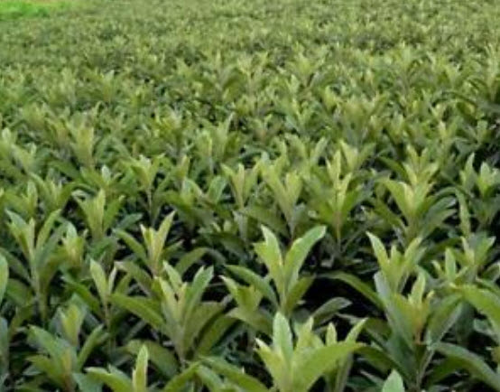 บ๊วยจีน หรือโลควอท (Chinese plum / Loquat) / 5 เม็ด (China)