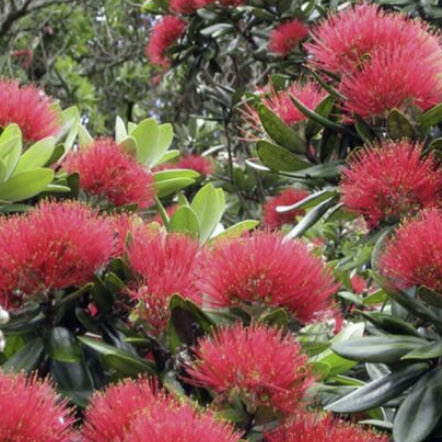 คริสต์มาสนิวซีแลนด์ ดอกแดง (Pohutukawa / Metrosideros excelsa) / 400 เม็ด (Spain)*