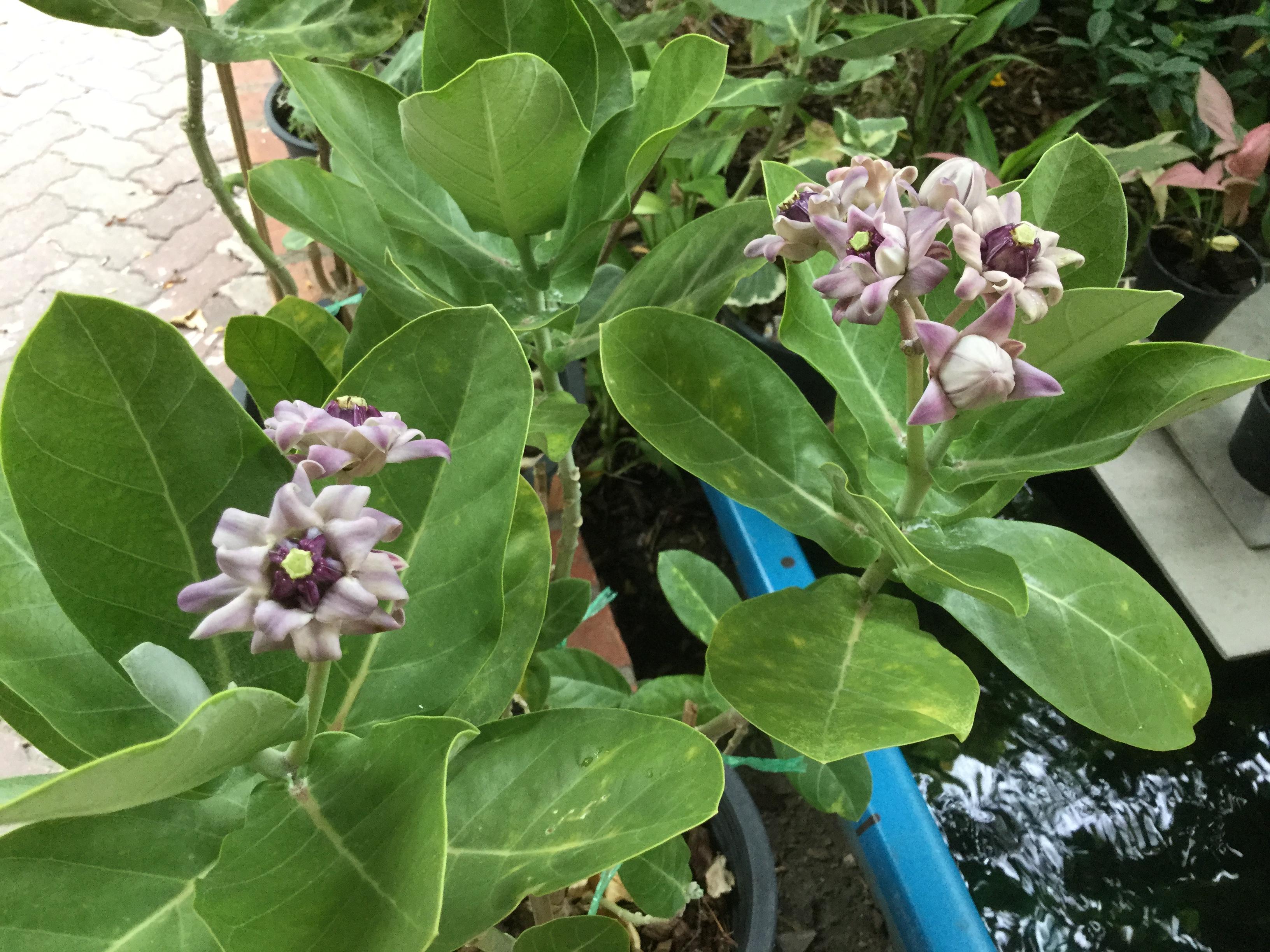 ต้นรัก ดอกสีม่วง สูง 20-30 ซม. / ต้น