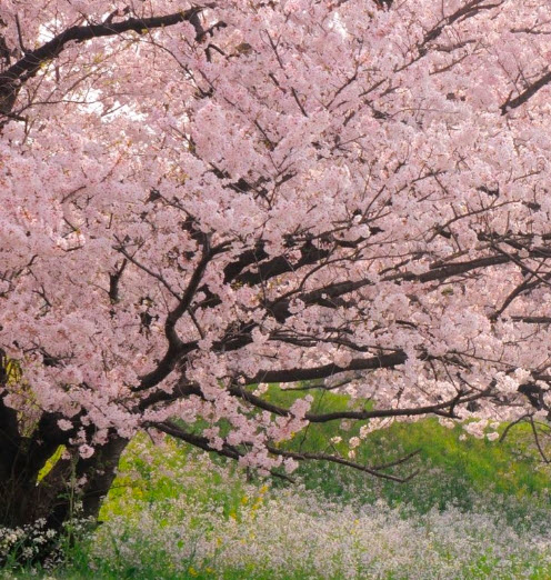 โยชิโนะ เชอรี่ (Yoshino Cherry) / 5 เม็ด