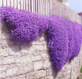 ร็อคเครส (Rock Cress) หรือน้ำตก คละ / 100 เม็ด