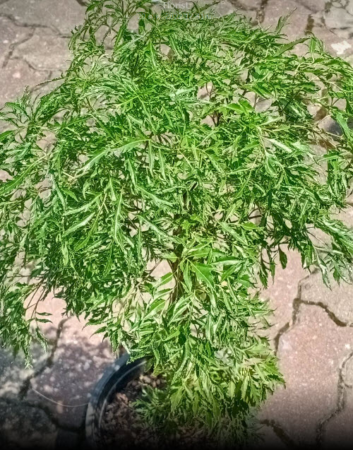 ต้นเล็บครุฑทอดมัน หรือครุฑตรี กระถาง 10 นิ้ว สูง 60-80 ซ.ม.