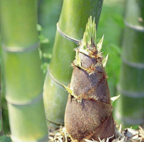 ไผ่โมโซ (Moso Bamboo) / 100 เม็ด (China)*