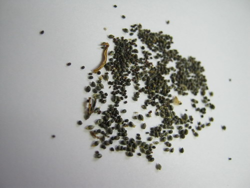 บัวจิ๋ว (Water lily) สีม่วง / 200 เม็ด