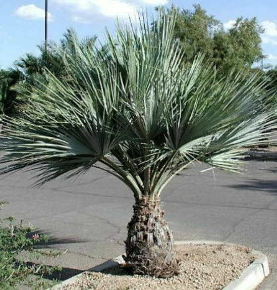 ปาล์มเม็กซิกันบลู (Mexican Blue Palm) / 2 เม็ด (Portugal)