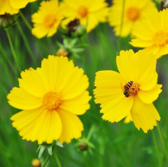 ดอกไม้ไหว (Coreopsis) ซ้อน ดอกใหญ่ คละ / ซอง 50 เม็ด (A187)