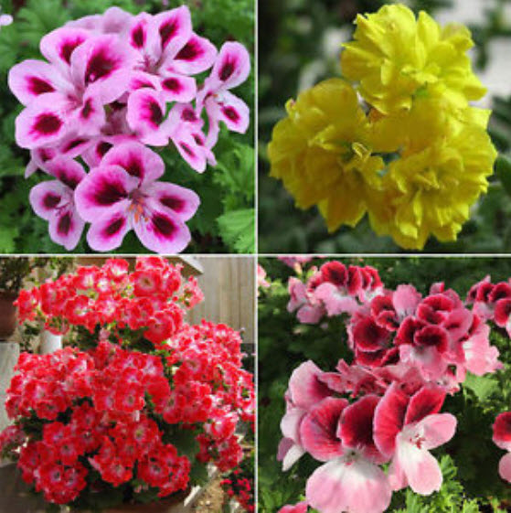 เจอราเนียม (Geranium) ซ้อน คละสี / 50 เม็ด