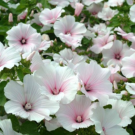 ชบาฝรั่ง (Rose Mallow) คละ / 150 เม็ด (UK)