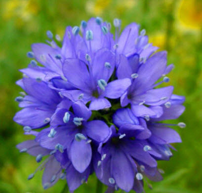 บลูเฮด กิเลีย (Bluehead Gilia / Gilia Capitata) / 1,000 เม็ด (UK)