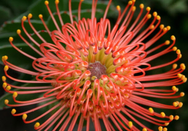 เมล็ดพันธุ์ ลิวโคสเปอร์มัม (Leucospermum) สีแดง-ส้ม / 2 เม็ด (France)