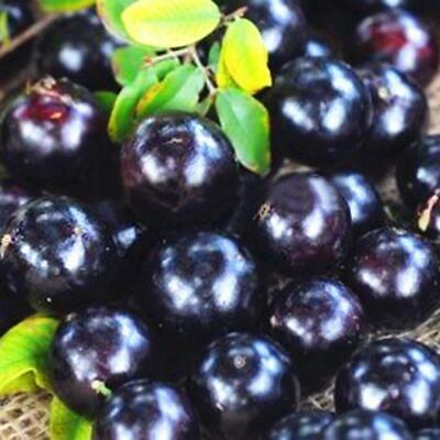 องุ่นบราซิล (Jaboticaba) ผลม่วง / 25 เม็ด