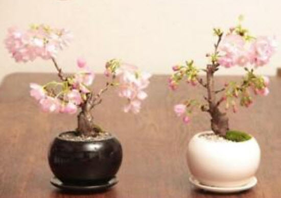 บอนไซซากุระ (Sakura bonsai) สีชมพู / 10 เม็ด (นอก)