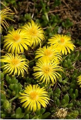 ไอซ์แพล้นท์ (Ice Plant) สีเหลือง / 100 เม็ด (USA)